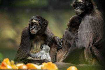 Salvemos a los titíes y marimondas de Antioquia Salvemos a los titíes y marimondas de Antioquia