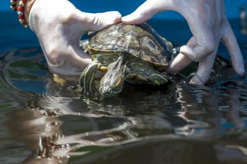 18.835 animales han sido rescatados del tráfico 18.835 animales han sido rescatados del tráfico