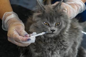 Gato que mordió y causó muerte de mujer en Neiva fue infectado por murciélago con rabia Gato que mordió y causó muerte de mujer en Neiva fue infectado por murciélago con rabia