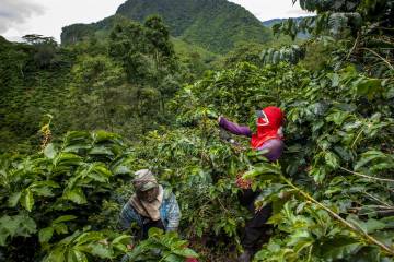 Se busca mano de obra para cosecha cafetera en Antioquia Se busca mano de obra para cosecha cafetera en Antioquia