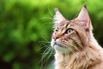 Primer marcapasos a un gato doméstico en Colombia Primer marcapasos a un gato doméstico en Colombia