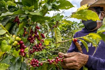 Brote de roya alerta a caficultores del Suroeste Brote de roya alerta a caficultores del Suroeste
