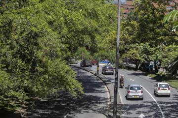 Árboles que se talarán para construir el metro de la 80 en Medellín Árboles que se talarán para construir el metro de la 80 en Medellín