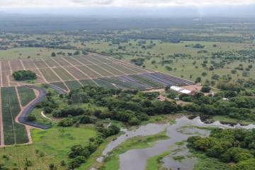 Canadá probará piña cultivada en Colombia Canadá probará piña cultivada en Colombia