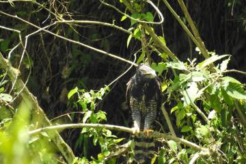 En Medellín avistan un águila negra o iguanera, la segunda más rapaz vista en la zona En Medellín avistan un águila negra o iguanera, la segunda más rapaz vista en la zona