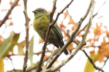 Avistamiento de nueva especie de ave en el alto de San Miguel Avistamiento de nueva especie de ave en el alto de San Miguel