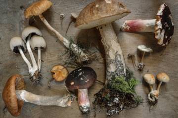 El reino fungi, más que un champiñón El reino fungi, más que un champiñón