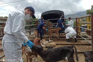 Operativo permite salvar de un destino cruel a 80 terneros que transportaban hacia Bogotá Operativo permite salvar de un destino cruel a 80 terneros que transportaban hacia Bogotá