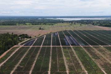 Primera exportación de piña de Colombia a Canadá saldrá en septiembre de 2020 Primera exportación de piña de Colombia a Canadá saldrá en septiembre de 2020