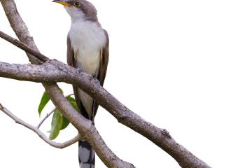 La travesía de Onon al sur de África La travesía de Onon al sur de África