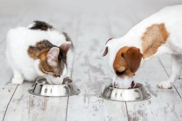 Alimentar las mascotas, más que darles un cuido Alimentar las mascotas, más que darles un cuido