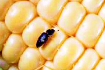 Cambio climático afectará la producción de alimentos Cambio climático afectará la producción de alimentos