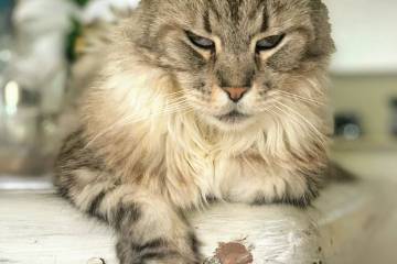 El primer gato con marcapasos en Colombia, Romeo, va muy bien El primer gato con marcapasos en Colombia, Romeo, va muy bien