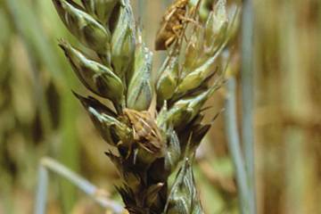 Cambio climático afectará la producción de alimentos Cambio climático afectará la producción de alimentos