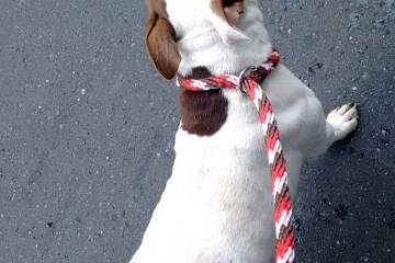 Rescatan a un pitbull herido con arma blanca en Medellín Rescatan a un pitbull herido con arma blanca en Medellín