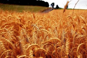 Cambio climático afectará la producción de alimentos Cambio climático afectará la producción de alimentos