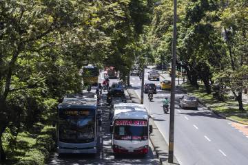 Árboles que se talarán para construir el metro de la 80 en Medellín Árboles que se talarán para construir el metro de la 80 en Medellín