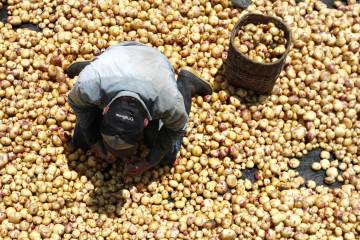Los cultivadores de papa piden acompañamiento Los cultivadores de papa piden acompañamiento