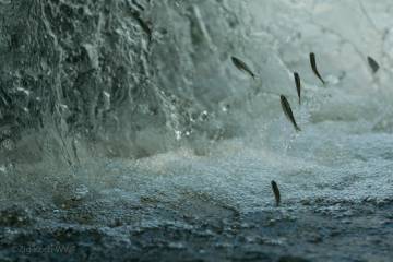 Los peces migradores de agua dulce están en peligro Los peces migradores de agua dulce están en peligro