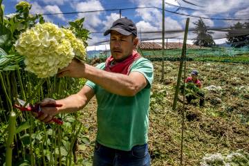 Cultivos de flores del Oriente antioqueño comienzan a perderse Cultivos de flores del Oriente antioqueño comienzan a perderse