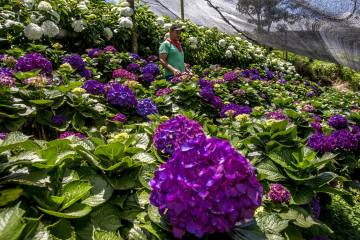 Cultivos de flores del Oriente antioqueño comienzan a perderse Cultivos de flores del Oriente antioqueño comienzan a perderse