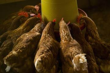 Productores de pollo y huevo ajustan su oferta Productores de pollo y huevo ajustan su oferta