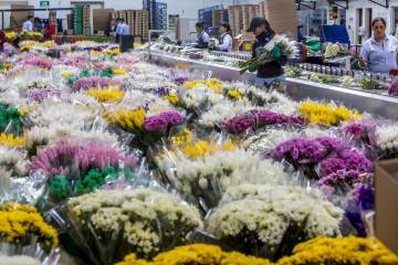 Flores, palma y caña viven el coletazo de la crisis Flores, palma y caña viven el coletazo de la crisis
