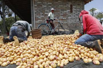 Apoyo económico a productores de papa no satisface a cultivadores colombianos Apoyo económico a productores de papa no satisface a cultivadores colombianos