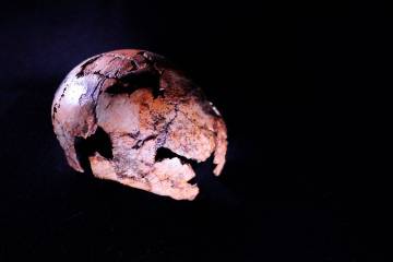 Hallan fósiles de Homo erectus Hallan fósiles de Homo erectus