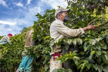 Antioquia activa plan para cosecha cafetera de final de 2020 Antioquia activa plan para cosecha cafetera de final de 2020