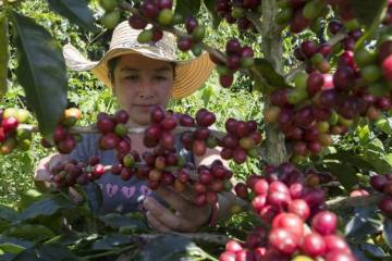 Producción cafetera en Colombia cerró septiembre por debajo del millón de sacos Producción cafetera en Colombia cerró septiembre por debajo del millón de sacos
