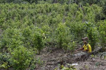 “Pisda”, otra herramienta contra la coca “Pisda”, otra herramienta contra la coca