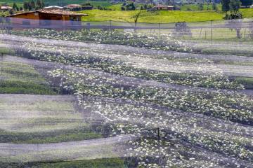Cultivos de flores del Oriente antioqueño comienzan a perderse Cultivos de flores del Oriente antioqueño comienzan a perderse