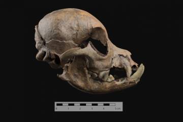 Romanos convivían con perros miniatura hace más de 2.000 años Romanos convivían con perros miniatura hace más de 2.000 años