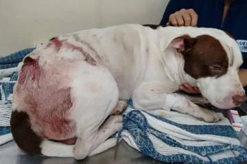 Rescatan a un pitbull herido con arma blanca en Medellín Rescatan a un pitbull herido con arma blanca en Medellín