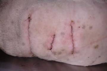 Rescatan a un pitbull herido con arma blanca en Medellín Rescatan a un pitbull herido con arma blanca en Medellín