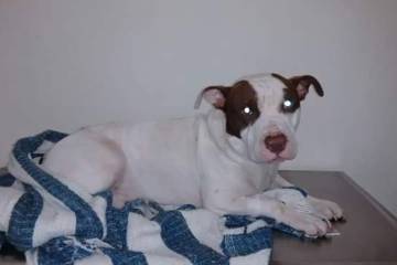 Rescatan a un pitbull herido con arma blanca en Medellín Rescatan a un pitbull herido con arma blanca en Medellín