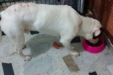 Rescatan a un pitbull herido con arma blanca en Medellín Rescatan a un pitbull herido con arma blanca en Medellín