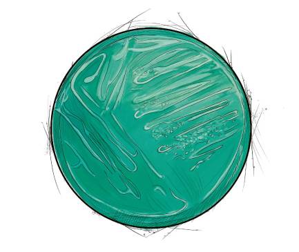 Antes las bacterias eran resistentes a un antibiótico, hoy lo son a 10 de ellos. El problema no es solo nuestro, es mundial. En la ilustración: <i>Pseudomonas Aeruginosa.</i> Antes las bacterias eran resistentes a un antibiótico, hoy lo son a 10 de ellos. El problema no es solo nuestro, es mundial. En la ilustración: <i>Pseudomonas Aeruginosa.</i>