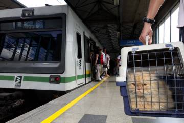 Mascotas en el metro, aún falta mucho camino Mascotas en el metro, aún falta mucho camino