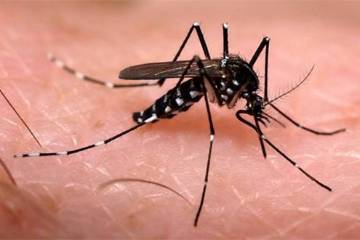 Sequía en Arboletes genera casos de dengue y malaria Sequía en Arboletes genera casos de dengue y malaria
