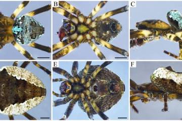 Una nueva araña en los Andes Una nueva araña en los Andes