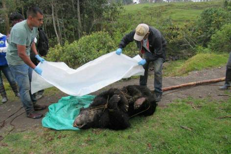 Cayó el hombre que mató un oso de anteojos en Fómeque ... - El Colombiano