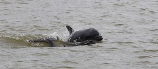 Uno de los delfines que cazan en el golfo de Urabá y están siendo estudiados. FOTO María Camila Rosso/Fundación Omacha/UdeA. Uno de los delfines que cazan en el golfo de Urabá y están siendo estudiados. FOTO María Camila Rosso/Fundación Omacha/UdeA.
