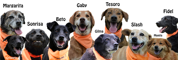 El grupo de perritos que ya ingresó a entrenamiento. FOTO CORTESÍA ALCALDÍA El grupo de perritos que ya ingresó a entrenamiento. FOTO CORTESÍA ALCALDÍA