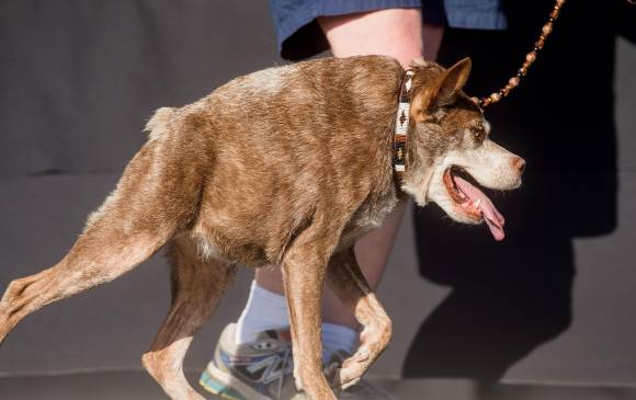 El perro ganador Quasi Modo. FOTO AP El perro ganador Quasi Modo. FOTO AP