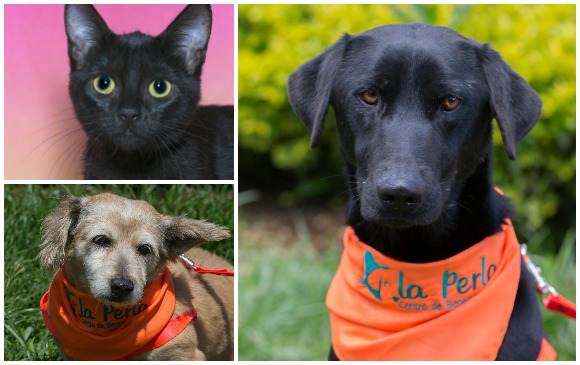 Los gatos son recomendados para personas que vivan solas. Los perros geriátricos para familias poco activas y mascotas como Constantino (a la derecha), para familias con niños. Los gatos son recomendados para personas que vivan solas. Los perros geriátricos para familias poco activas y mascotas como Constantino (a la derecha), para familias con niños.