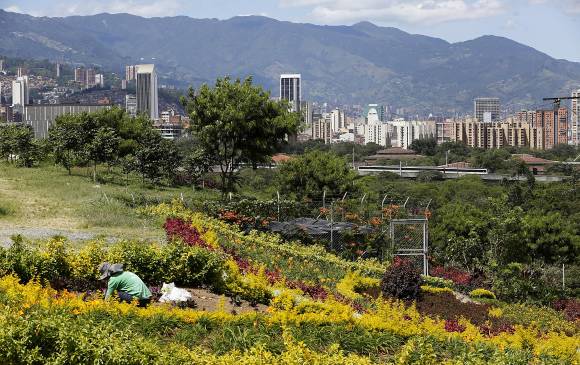 En Moravia, el morro de basura hoy es el mejor jardín de la ciudad