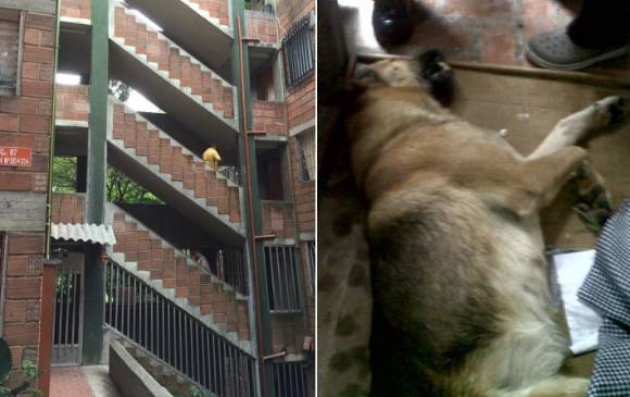 Un perro de raza pastor alemán murió en la mañana de este miércoles luego de ser lanzado desde el cuarto piso del bloque 87 de un edificio en el sector de Tricentenario. CORTESÍA ‏@santhijara