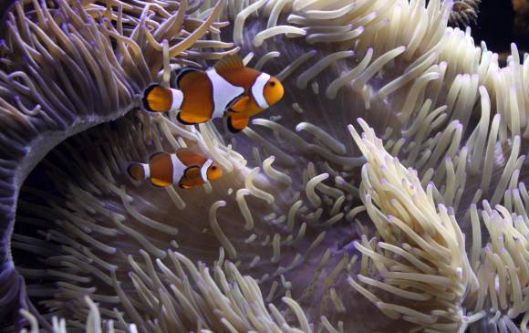 Estas son las anémonas que se blanquean por el efecto del calentamiento del mar. Allí se mantienen los peces payaso. FOTO Archivo EL COLOMBIANO Estas son las anémonas que se blanquean por el efecto del calentamiento del mar. Allí se mantienen los peces payaso. FOTO Archivo EL COLOMBIANO